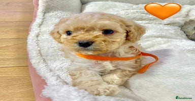 Cavapoo dogs - Advert 5