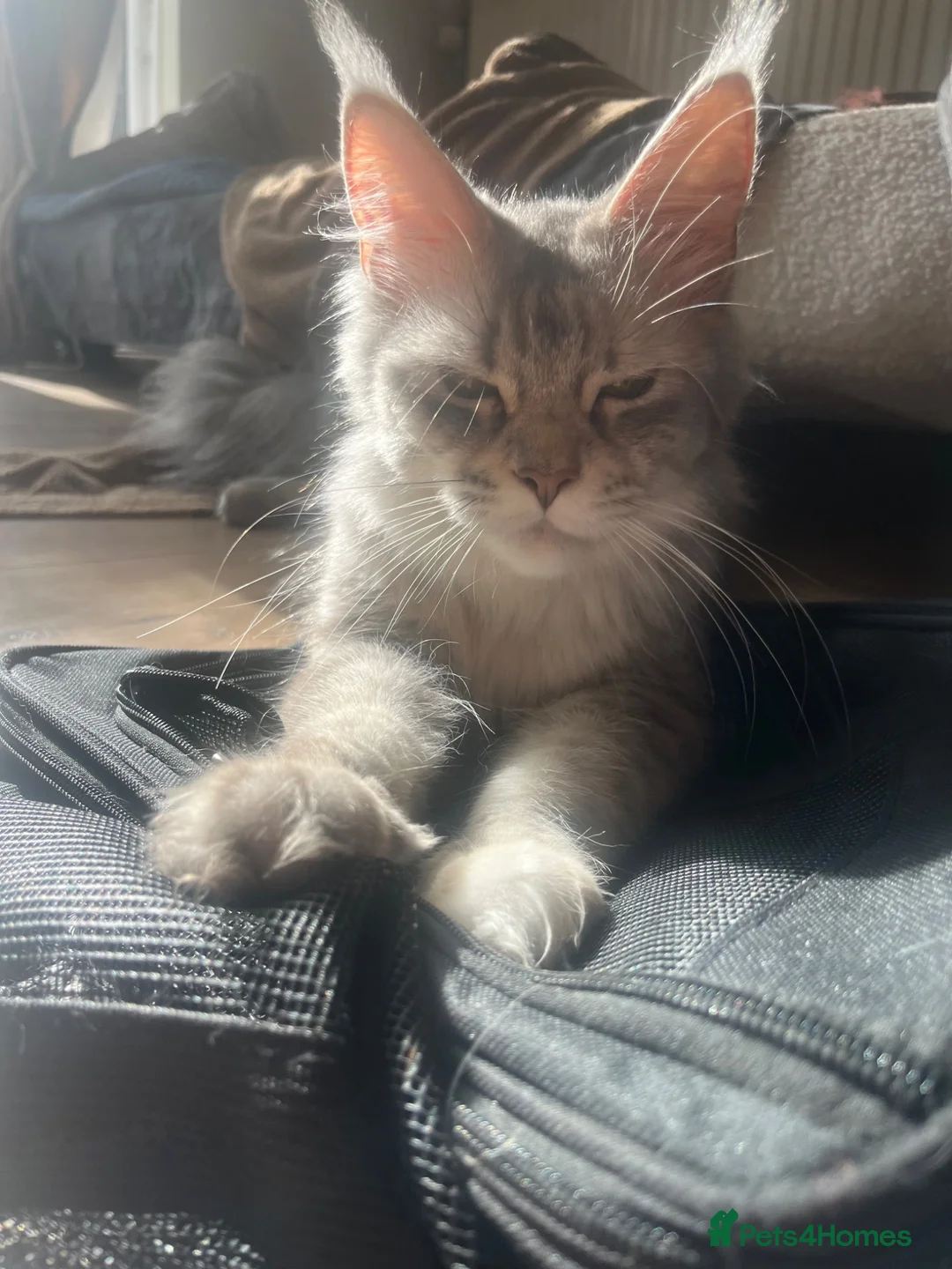 Maine Coon cats for sale: Stunning main coon Strom  - Advert 2