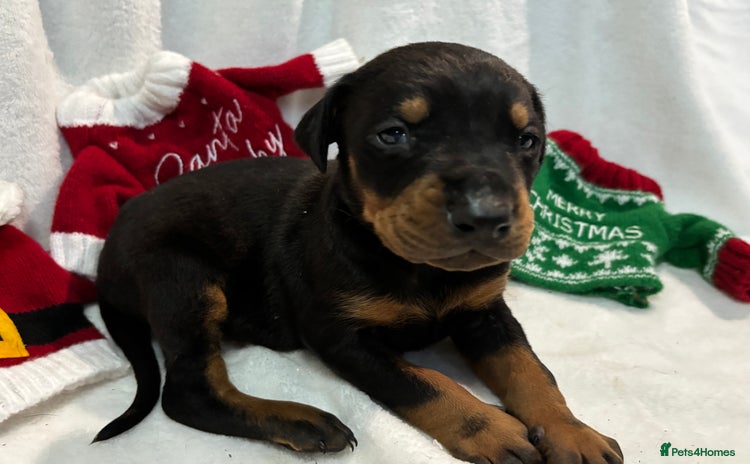 Dobermann dogs - Advert 31