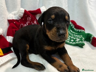 Dobermann dogs - Advert 19