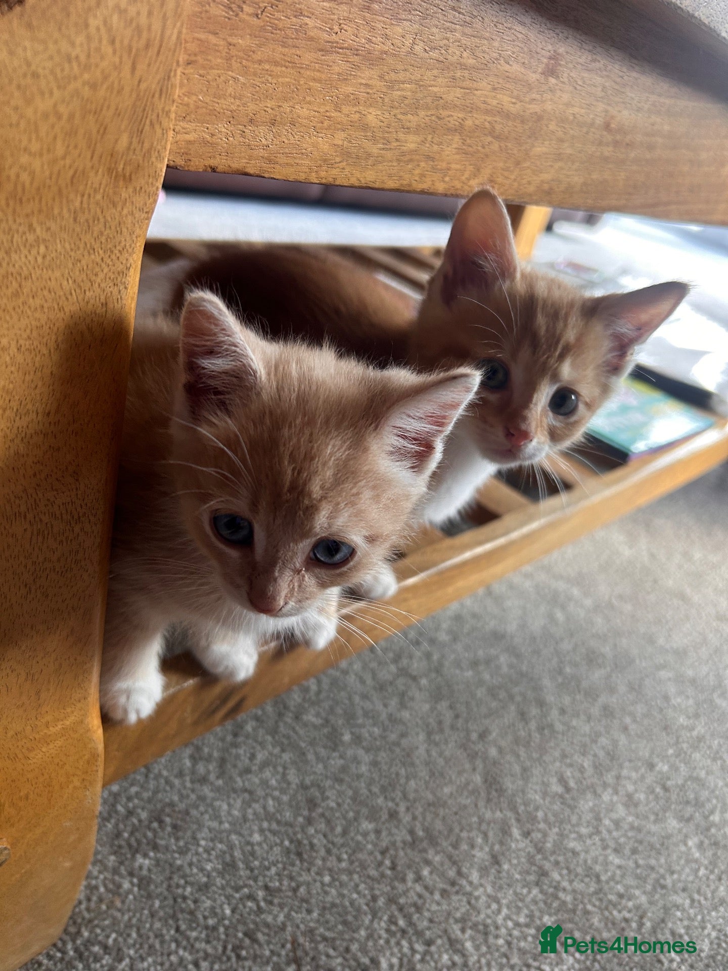 Mixed Breed cats Ginger tabby kittens  - Advert 1