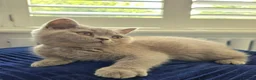 British Shorthair cats for sale: Chunky Teddy Bear ✨ Pure British Shorthair Kittens - Advert 20