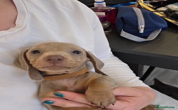 Miniature Dachshund dogs KC REG Isabella and Tan boy left ready 3/12/25. - Advert 10