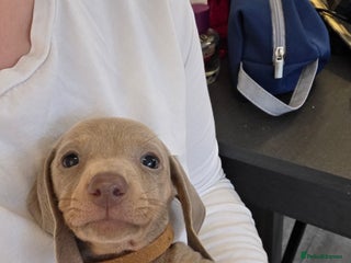 Miniature Dachshund dogs KC REG Isabella and Tan boy left ready 3/12/25. - Advert 17