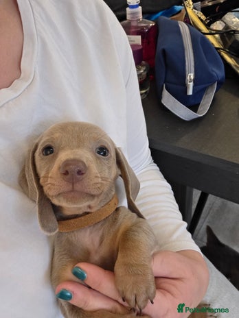 Miniature Dachshund dogs KC REG Isabella and Tan boy left ready 3/12/25. - Advert 10