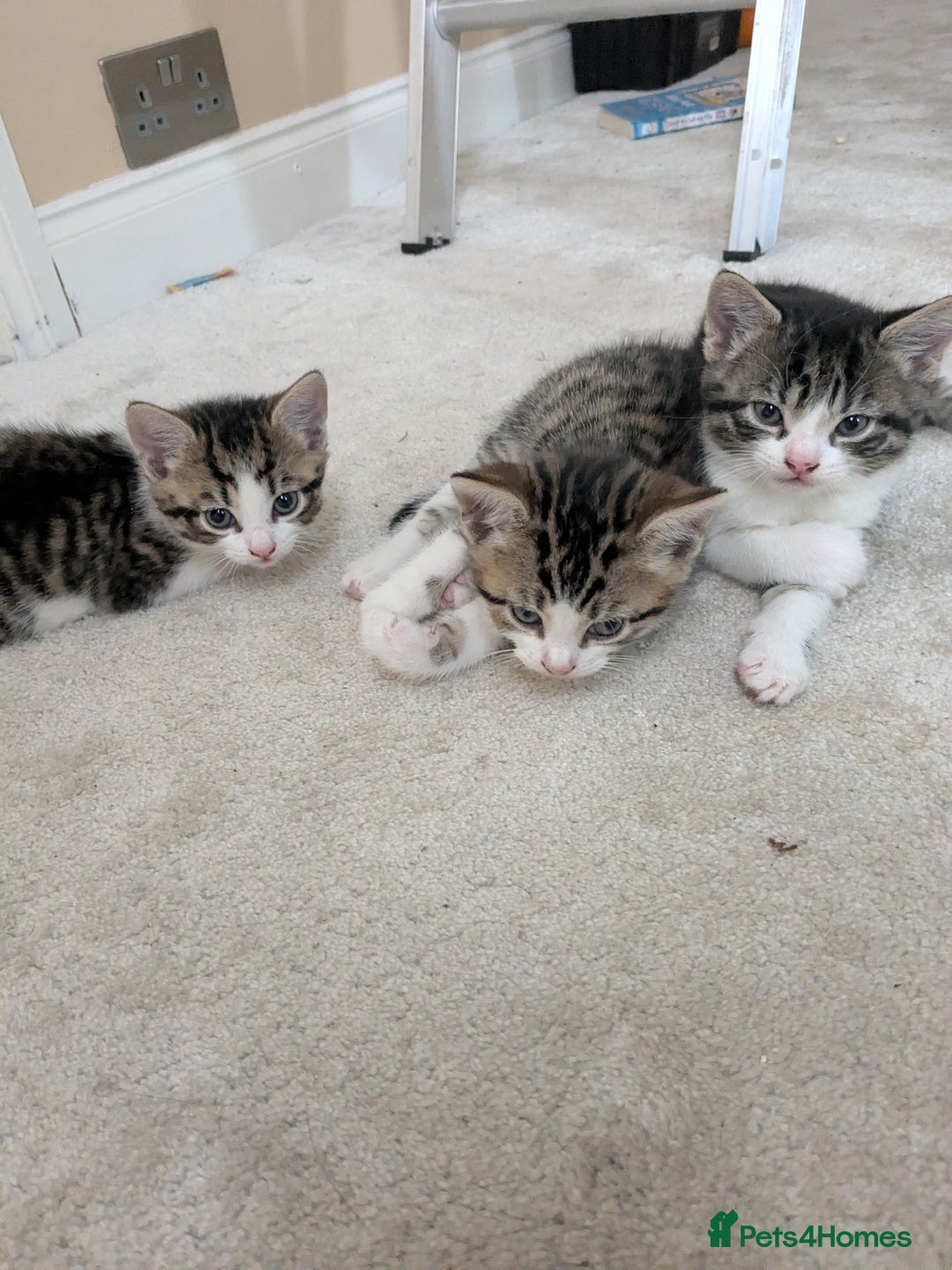 Mixed Breed cats for sale: Kittens looking for a loving home! - Image 13