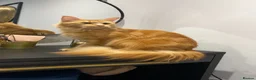 Maine Coon cats for sale: Main coon kittens - Advert 5