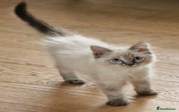 Ragdoll cats for sale: 🌟 Stunning  Pedigree Ragdoll Kittens 🌟 - Image 3