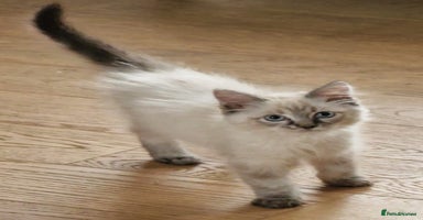 Ragdoll cats - Advert 7