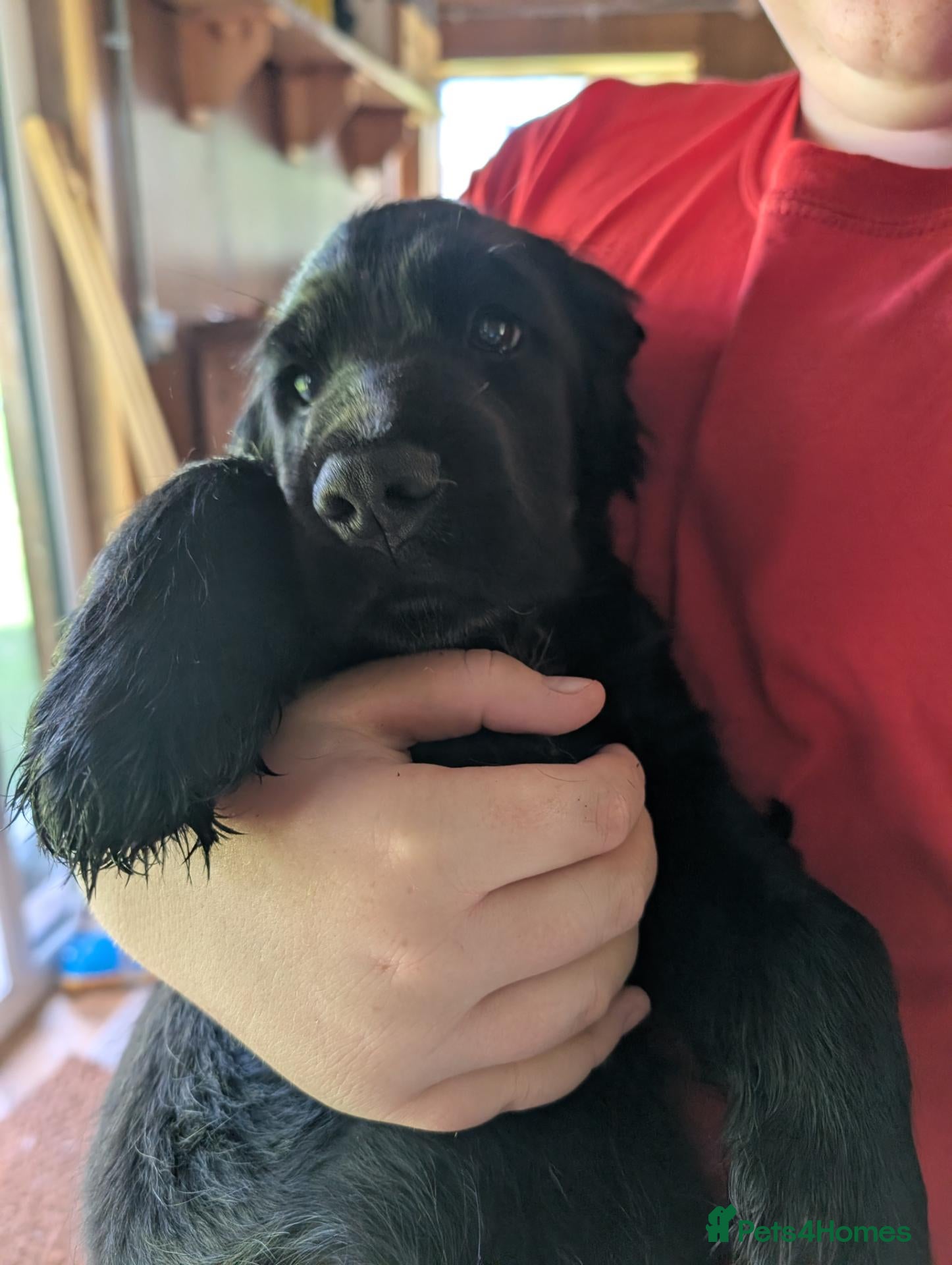 Cocker Spaniel dogs Show Cocker Pups - Advert 15