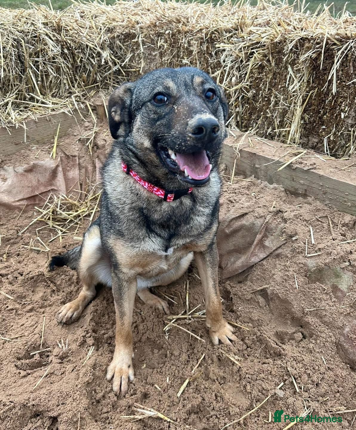 Mixed Breed dogs Luna was stood up.... in Kidderminster - Advert 1