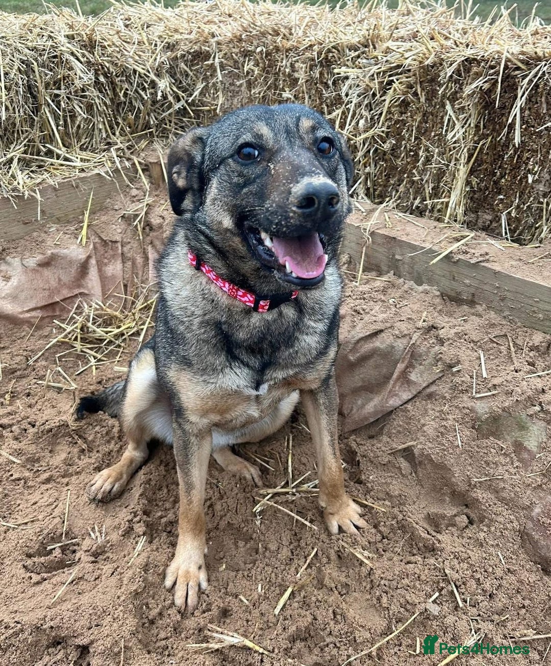 Mixed Breed dogs for adoption: Luna was stood up.... in Kidderminster - Advert 1