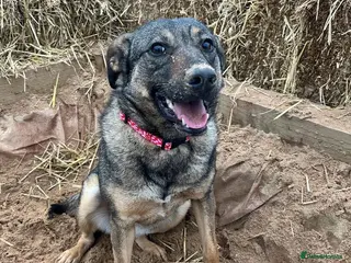 Mixed Breed dogs Luna was stood up.... in Kidderminster - Advert 7