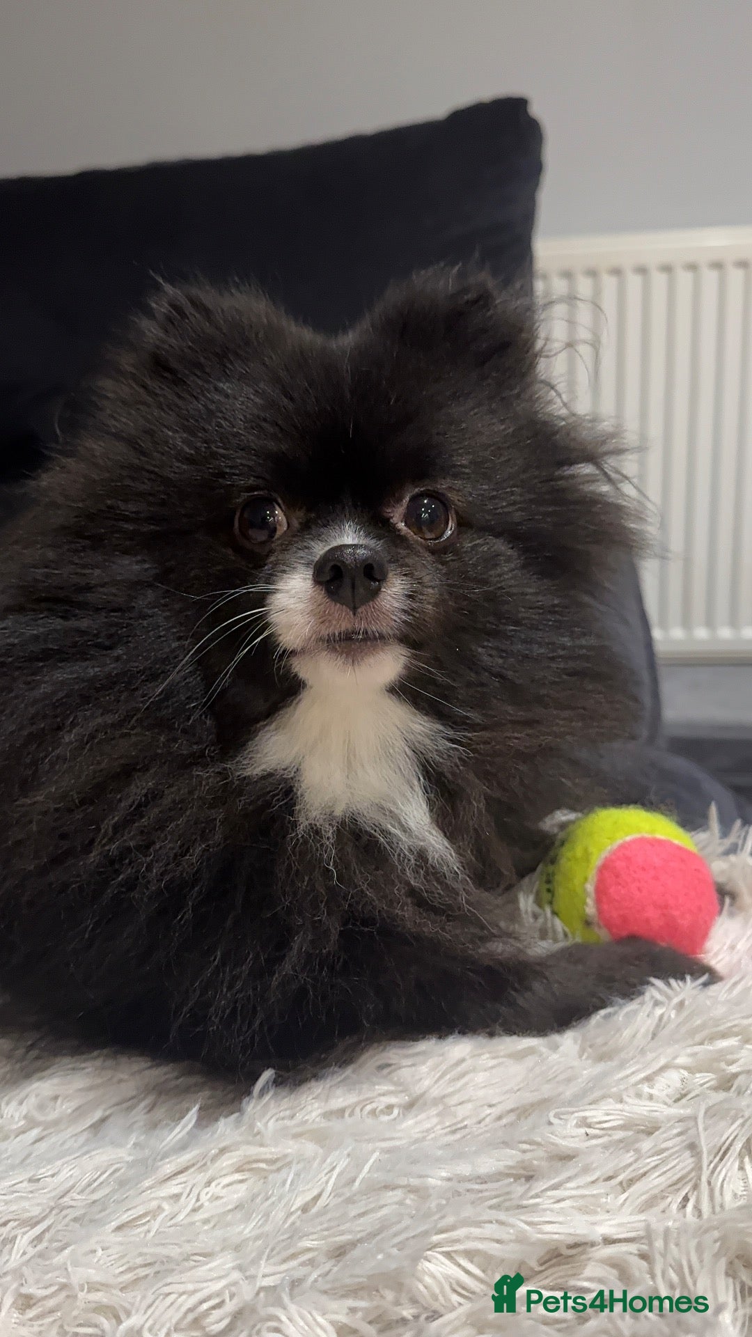Pomeranian dogs Lola- 2 year old Pomeranian  - Advert 17