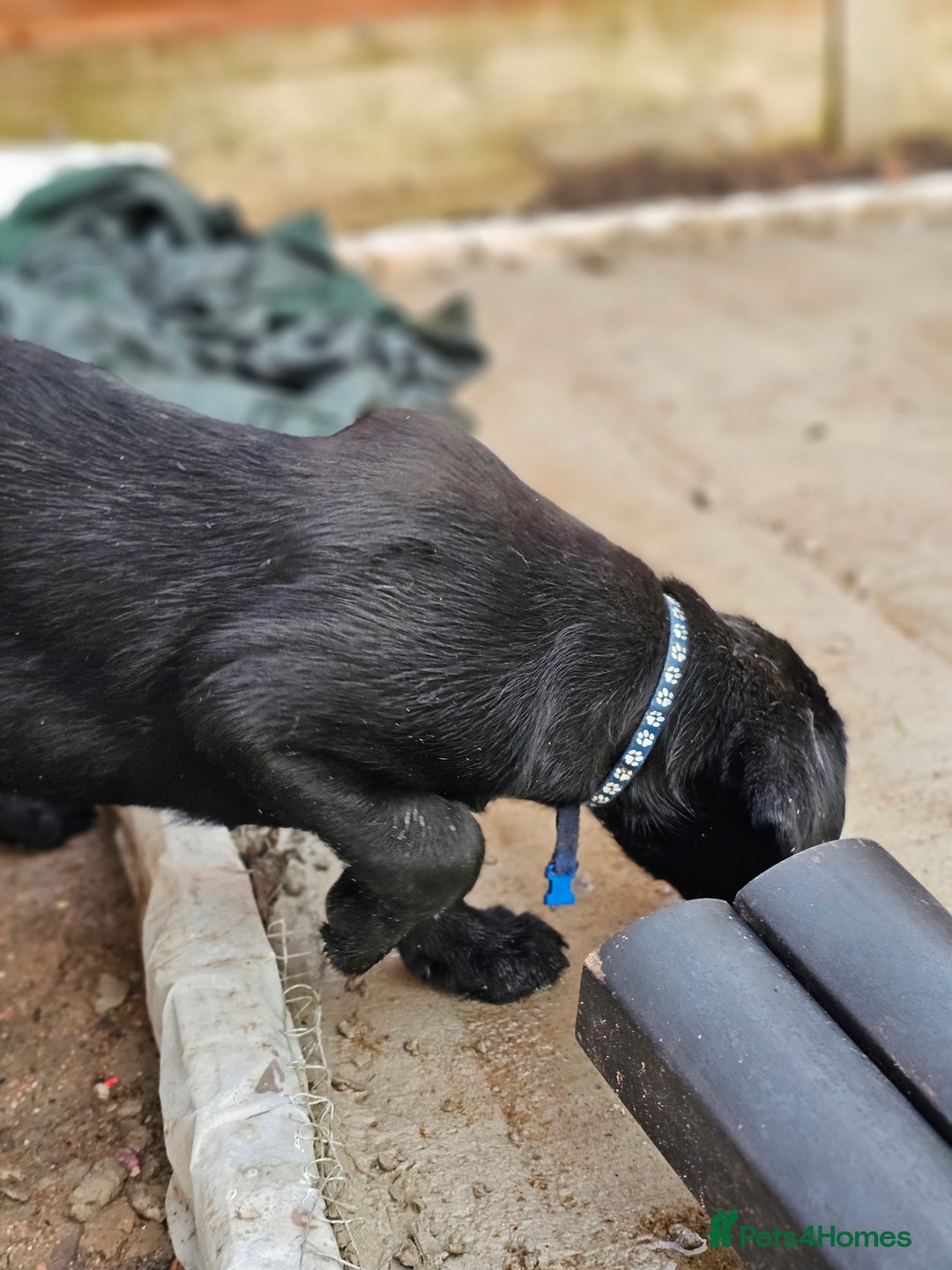 Labrador Retriever dogs for sale: Labrador puppies - Advert 2