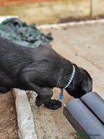 Labrador Retriever dogs - Advert 7