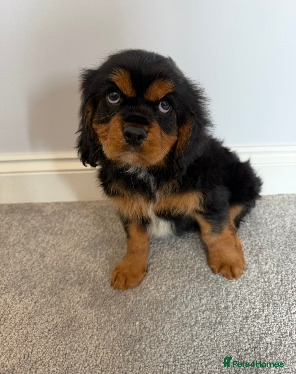 Cavalier King Charles Spaniel dogs Health tested cavalier King Charles puppies  - Advert 2