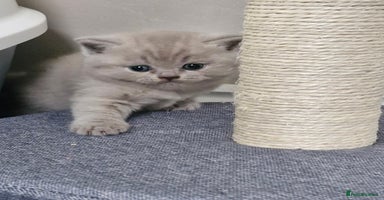British Shorthair cats - Advert 12