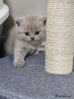 British Shorthair cats - Advert 8