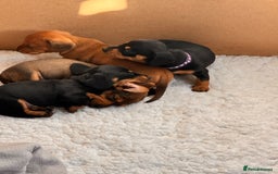 Miniature Dachshund dogs for sale: 5 gorgeous miniature dachshund puppies for sale  - Image 7