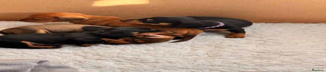 Miniature Dachshund Puppy Gavin