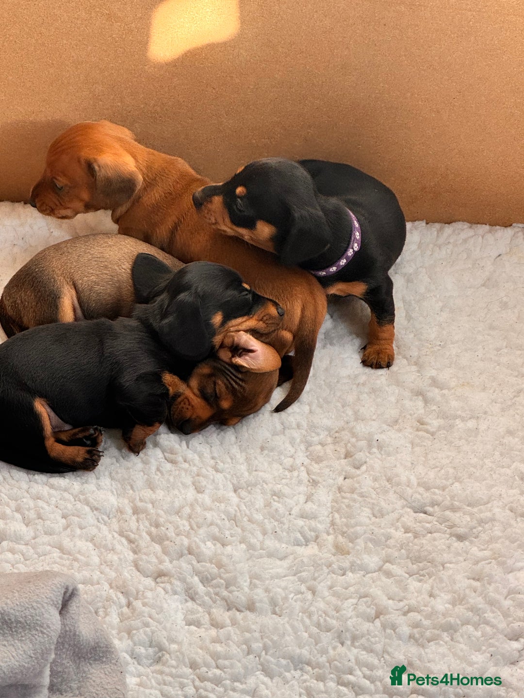 Miniature Dachshund dogs for sale: 5 gorgeous miniature dachshund puppies for sale  - Image 7