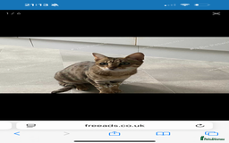 Savannah cats for sale: Two savannah cats for rehoming - Image 4