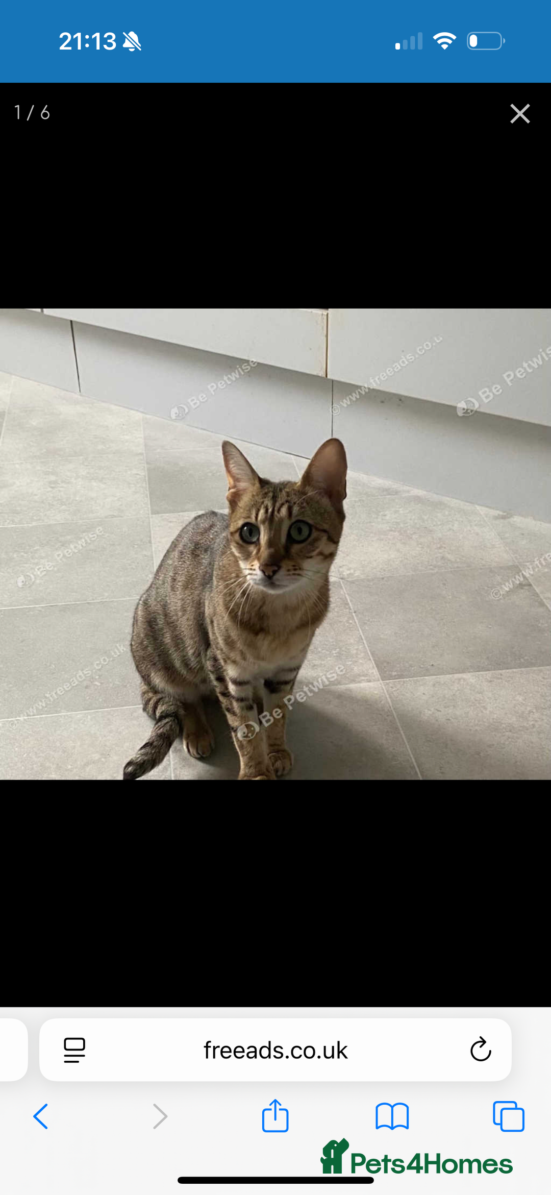Savannah cats for sale: Two savannah cats for rehoming - Image 4