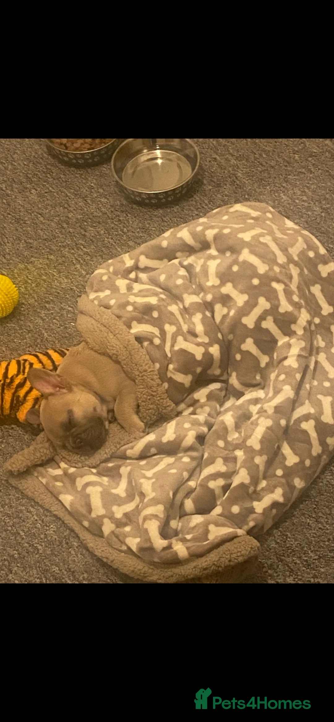 French Bulldog dogs for sale: Re-homing French bulldog puppy  - Advert 3