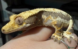 Gecko reptiles for sale: Lilywhite Crested Geckos  - Image 7