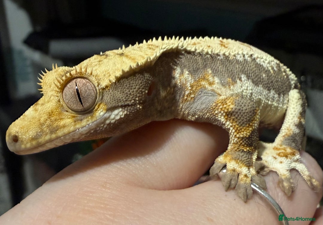 Gecko reptiles for sale: Lilywhite Crested Geckos  - Image 7