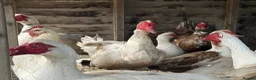 Ducks poultry for sale: Muscovy Ducks and Drakes for sale in Oswestry - Advert 2