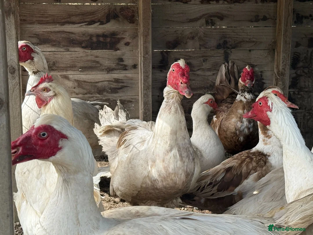 Ducks poultry for sale: Muscovy Ducks and Drakes for sale in Oswestry - Advert 2