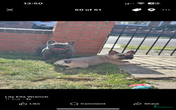 French Bulldog dogs for sale: Kc Frenchbulldog puppies  - Image 2