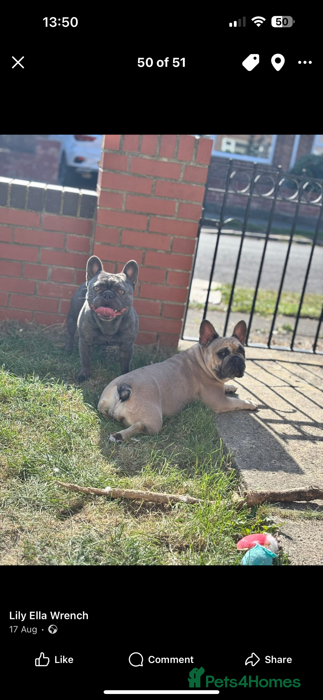 French Bulldog dogs for sale: Kc Frenchbulldog puppies  - Image 2