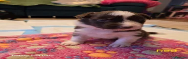 Border Collie 6