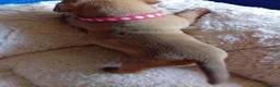 American Bully dogs for sale: Beautiful Pocket Bullies ABKC Registered  - Advert 17
