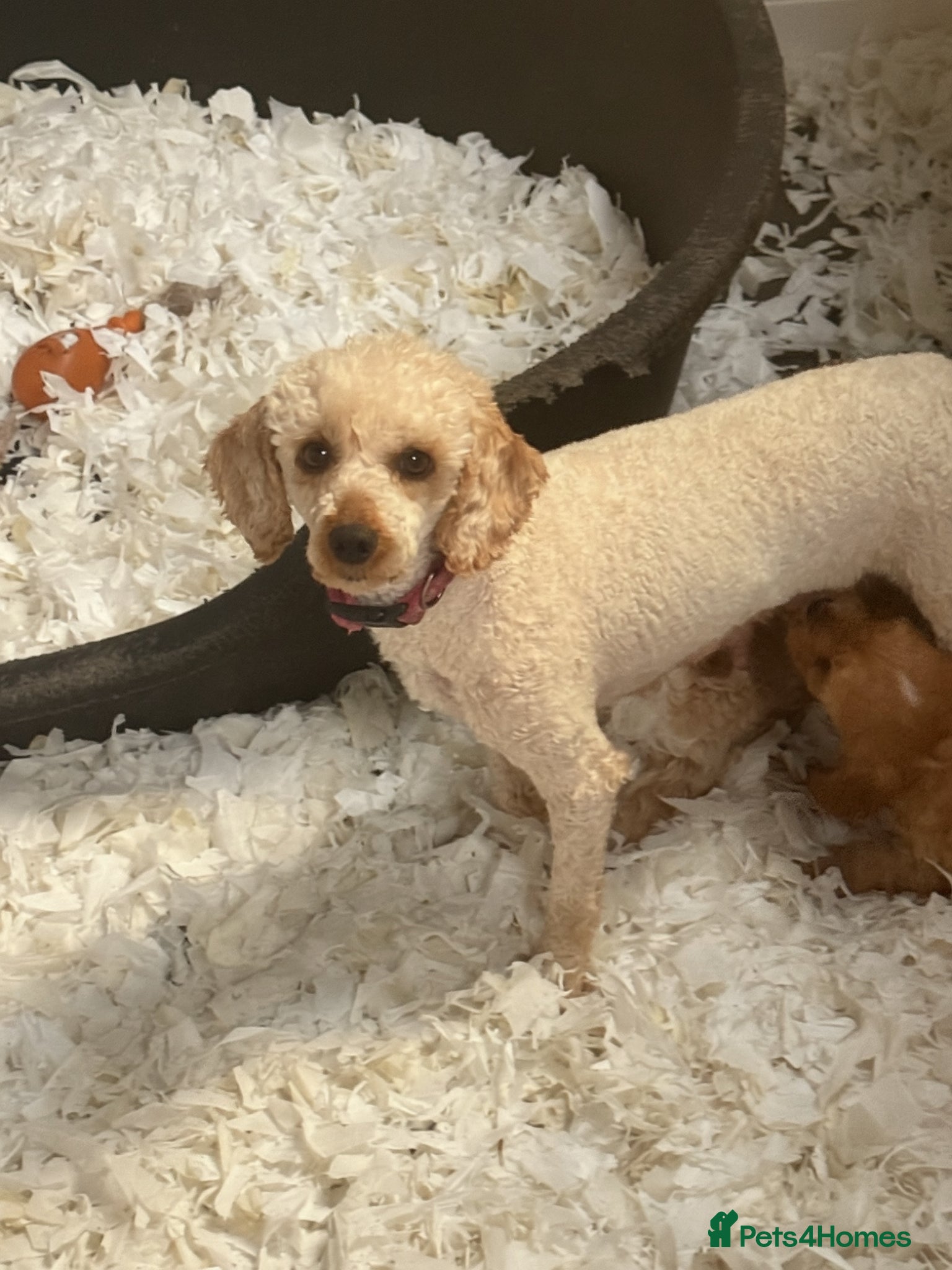 Cavapoo dogs Stunning F1 Cavapoo Boy - Advert 6