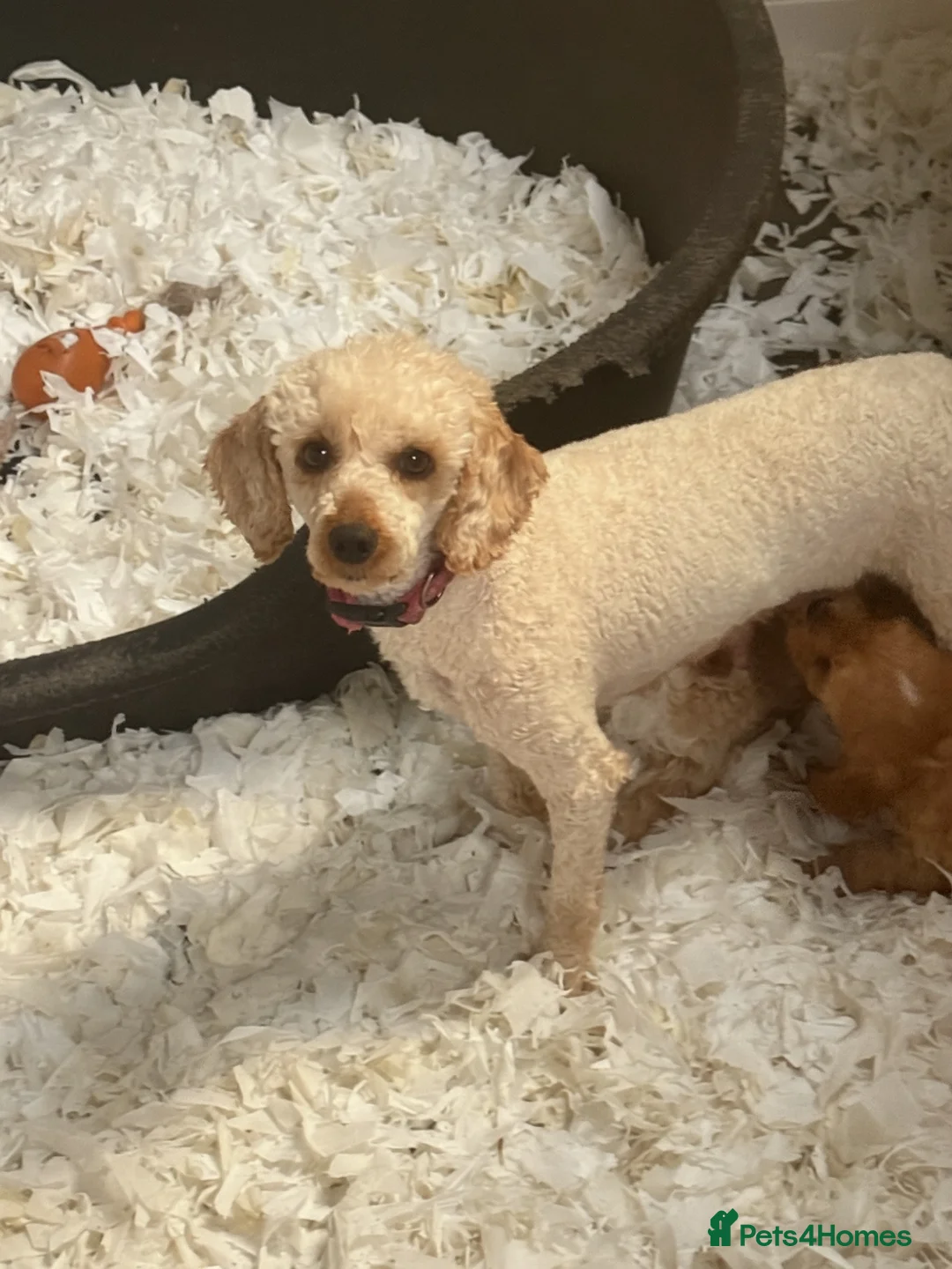 Cavapoo dogs for sale: Stunning F1 Cavapoo Boy - Advert 1