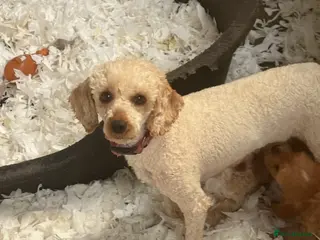 Cavapoo dogs Stunning F1 Cavapoo Boy - Advert 2