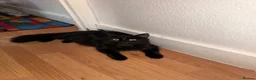 Domestic Shorthair cats for sale: Adorable 7-Week-Old Kittens Ready for Loving Home! in London - Advert 1