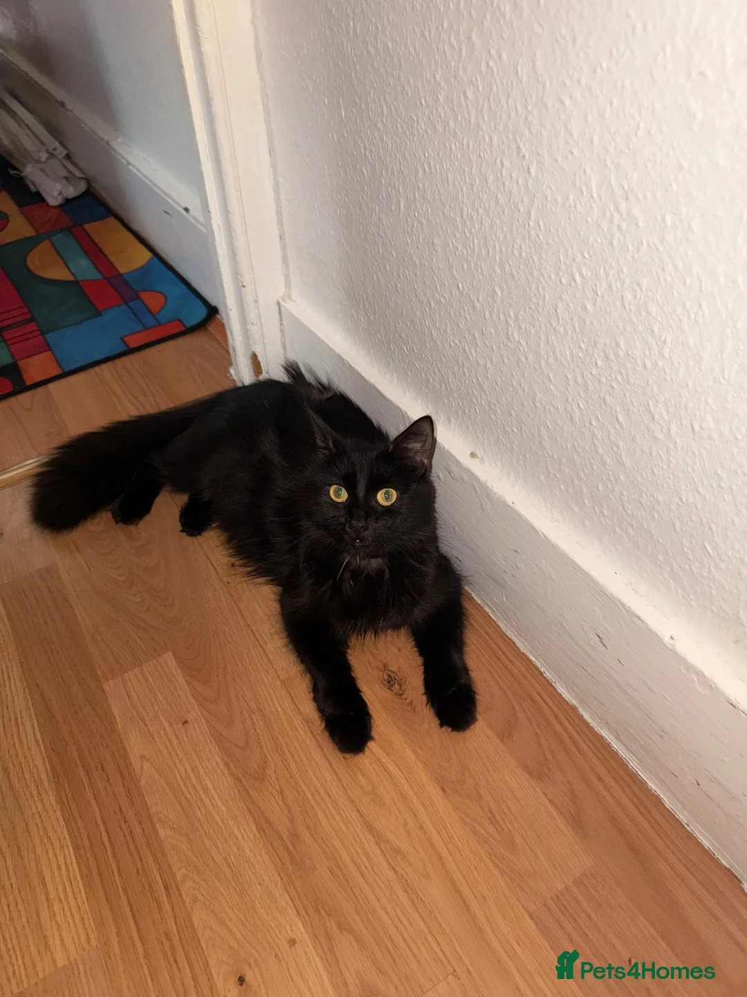 Domestic Shorthair cats for sale: Adorable 7-Week-Old Kittens Ready for Loving Home! in London - Advert 1