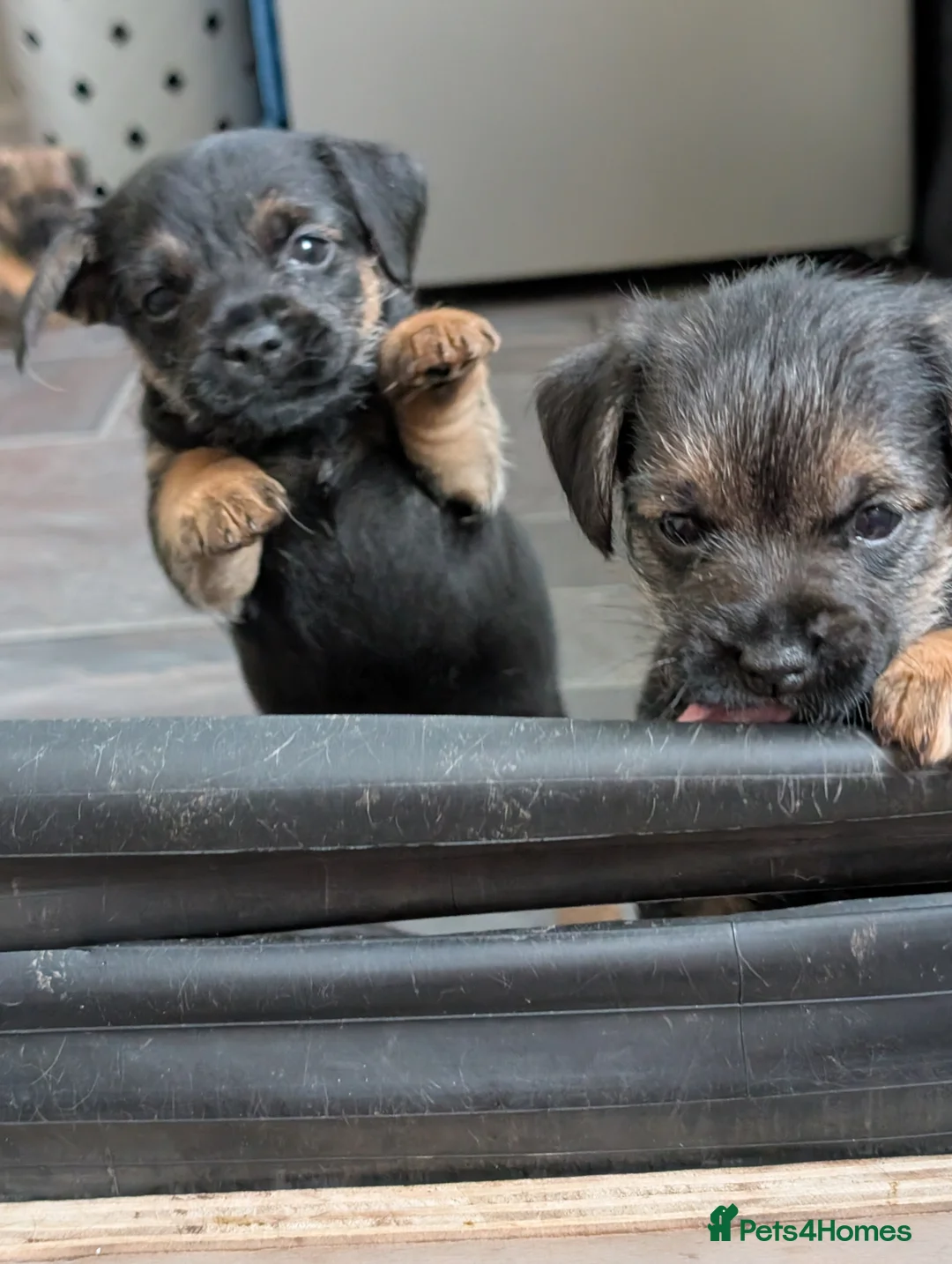 Border Terrier dogs for sale: Beautiful Border Terrier Puppies - Advert 16