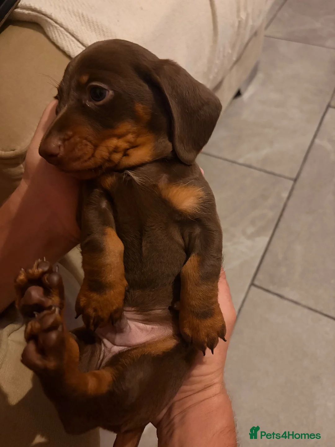 Miniature Dachshund dogs for sale: Miniature shorthaired dachshund male in Salisbury - Advert 2