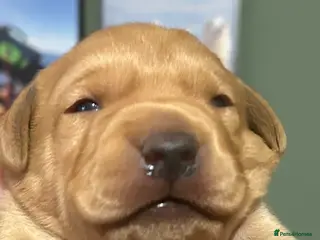 Labrador Retriever dogs KC REG FOX RED LABRADOR PUPPIES - Advert 6