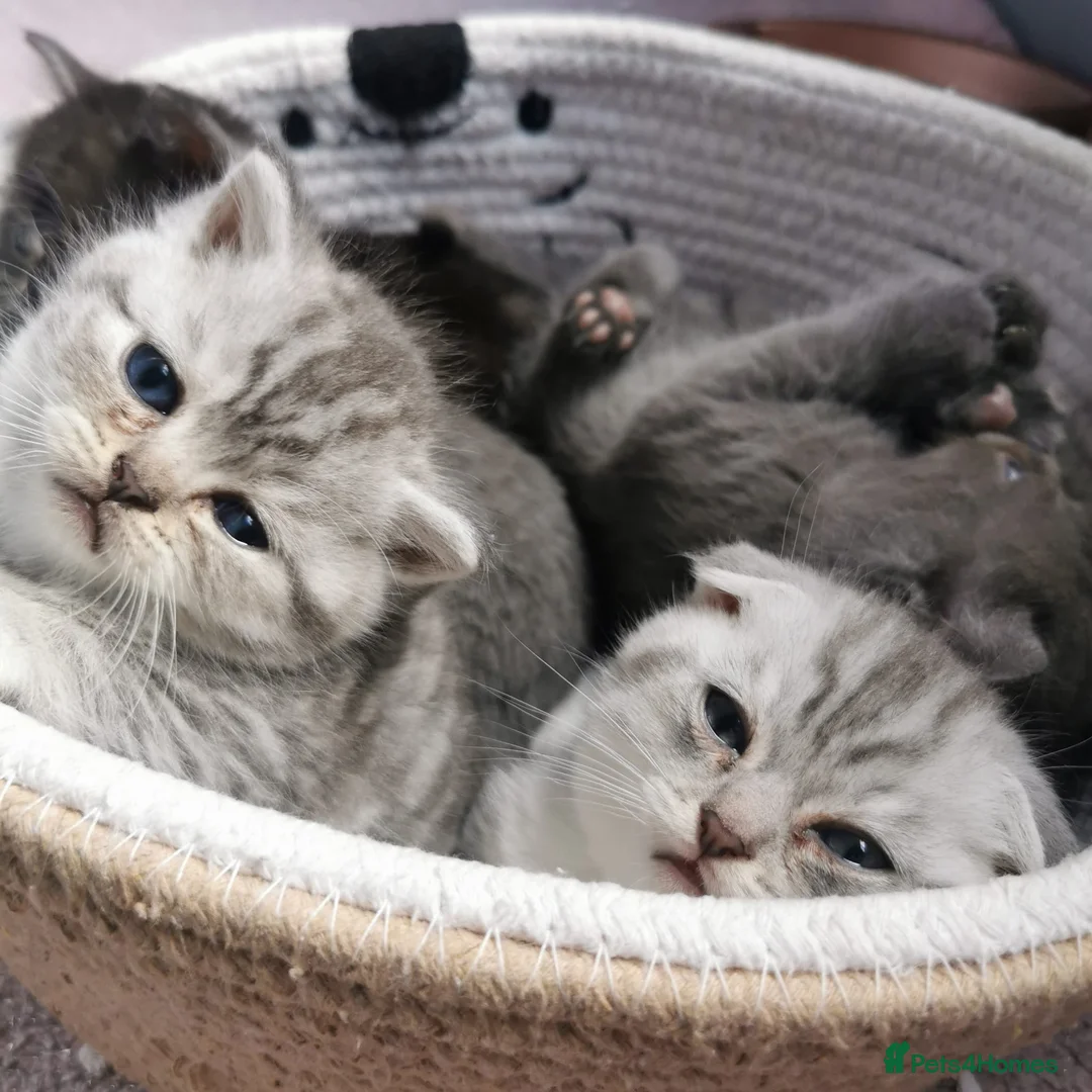 Mixed Breed cats for sale: ❤️Luxury Chinchilla Persian Scottish Fold Kittens - Advert 9