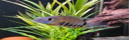 Cichlids fish for sale: Parrots Severum Jack dempsey  - Advert 3