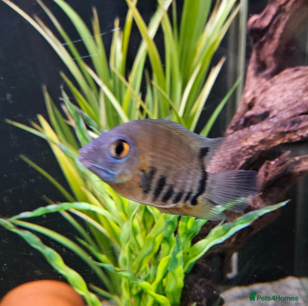 Cichlids fish for sale: Parrots Severum Jack dempsey  - Advert 3