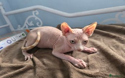 Sphynx cats for sale: 🩵 Sphynx Kitten – Male - Image 7