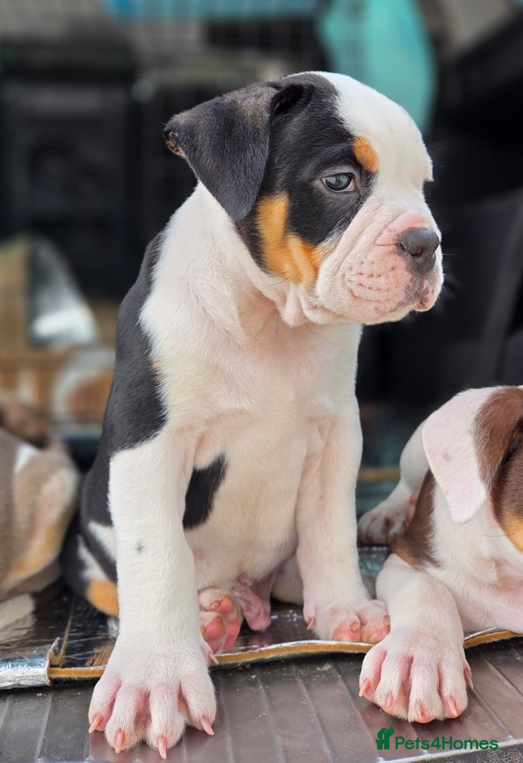 Olde English Bulldogge dogs for sale: Olde English bulldogs  - Image 7
